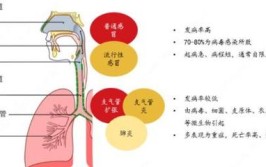 比较难处理 为什么比较难处理？(气囊较难支原体呼吸道感染)