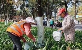 昆明西山区绿化养护行道树换新衣