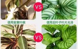 学会养护青苹果绿植的小窍门