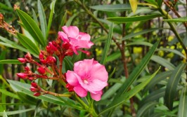 8种花旱不死越旱越爱开花整个夏天花开满枝头