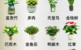 适合新手种植的6种绿植每一种都是颜值担当你家养了几种呢