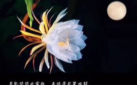 昙花一现下一句是什么