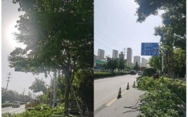 龙阳镇：精修细剪行道树 路域环境焕新颜(修剪行道树环境整治青年网)