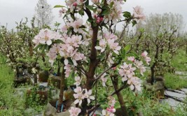 苹果树花前花后管理技术要点