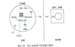 二氧化碳在血液中运输的主要形式是