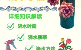 多肉植物如何浇水养多肉需要注意的几个点分享给你