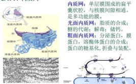 内质网的功能及作用有哪些