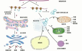 胞内蛋白需要内质网加工吗