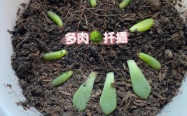 多肉植物繁殖四法播种分株扦插嫁接给我1年还您肉盆