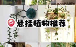 超高颜值的吊盆植物吊起来养就拥有了一个空中花园