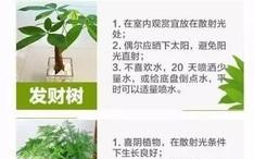 室内景观植物如何养护