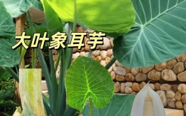 几种大叶绿植南方养护差别大南方种在路边就能活北方要花盆