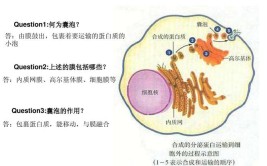 高尔基体在动植物细胞中的区别