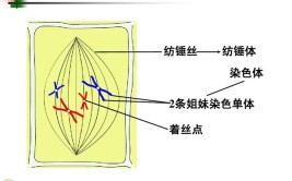 纺锤体由什么组成