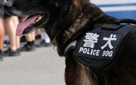 新高考警犬技术专业选科要求