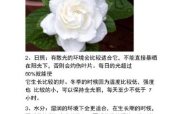 栀子花怎么养园艺师告诉你这可能是关于栀子花最全面的攻略