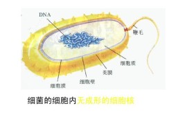 细菌属于细胞吗