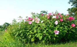 芙蓉葵花卉栽培管理技术