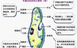 草履虫有细胞结构吗