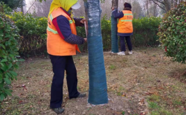 街头绿植也过暖冬 昆明五华区进行公共绿化冻害处置