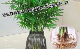 教你用椰子培育盆栽可以直接买椰子苗种在室内能长五六年