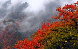 错过等一年(秋景红遍万山错过红叶)