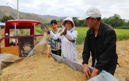 不一般的收获——我国夏粮主产区夏收观察(夏粮夏收小麦收获耕耘)