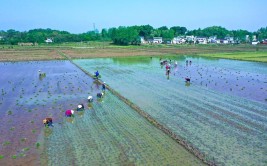 原阳县：17万亩水稻插秧工作接近尾声(插秧水稻种植新报工作)