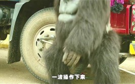 还会骑自行车，爆笑喜剧(大壮大猩猩还会猩猩这只)