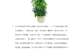 保洁知识分享办公室的植物怎么养护这样养长的又绿又好