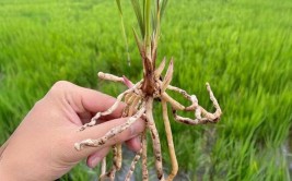 兰花种植三阶段缓苗服盆与成活的要点解析