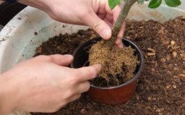 植物什么时候换土换土需要注意什么细节掌握好方法根深叶茂