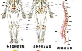 人体最坚硬的部位是哪里