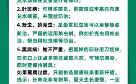 养护盆栽植物的10大技巧新手学会后就很难养死花了