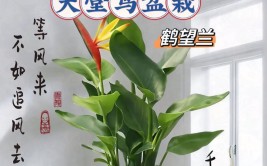 室内大型绿植天堂鸟这样养不仅叶片翠绿还能年年开花。