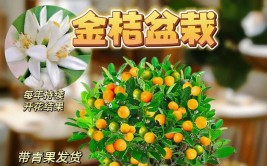 金橘盆栽的鉴赏以及养护管理