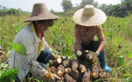 拔掉四季豆翻地埋肥种芋头 种芋头的方法视频