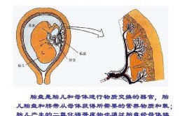 胎儿与母体进行物质交换的器官是