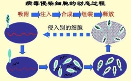 病毒的繁殖方式叫什么