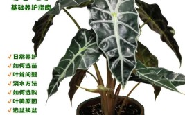 盆景观叶植物海芋养护实用指南