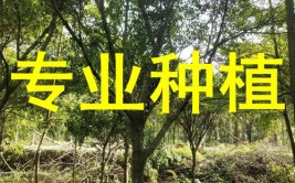 深度调查｜一个园林城市的“换树”调查(中山路行道树榕树移植树木)