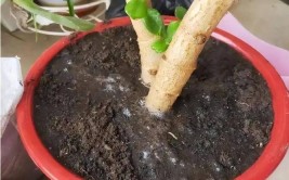 很多花友委屈我每次浇水都浇透植物一定不缺水