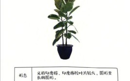 木本植物怎么养你了解木本植物吗