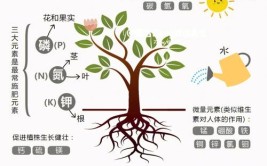 家养绿植怎么施肥要分清观花还是观叶