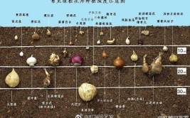 球块根球茎地被植物栽培与养管