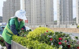 增绿补植进行时扮靓城市颜值