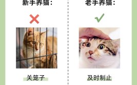 如何宠爱小猫猫咪琐碎分享 合格的猫妈妈