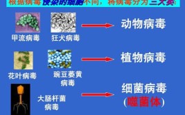 为什么说病毒不属于生物