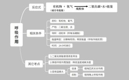 什么是植物的呼吸作用