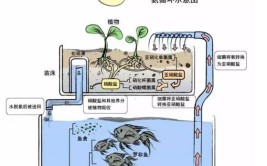 三个桶学会做鱼菜共生系统不用挖池 一台水泵搞定循环